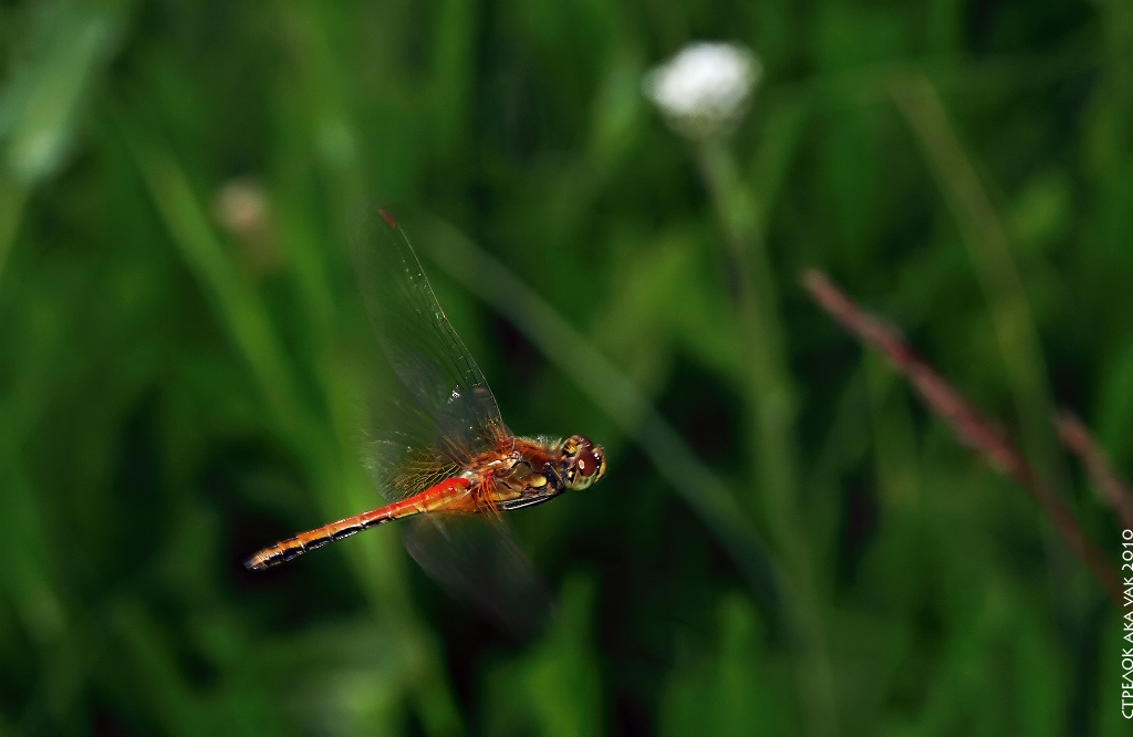 dragonfly18_1