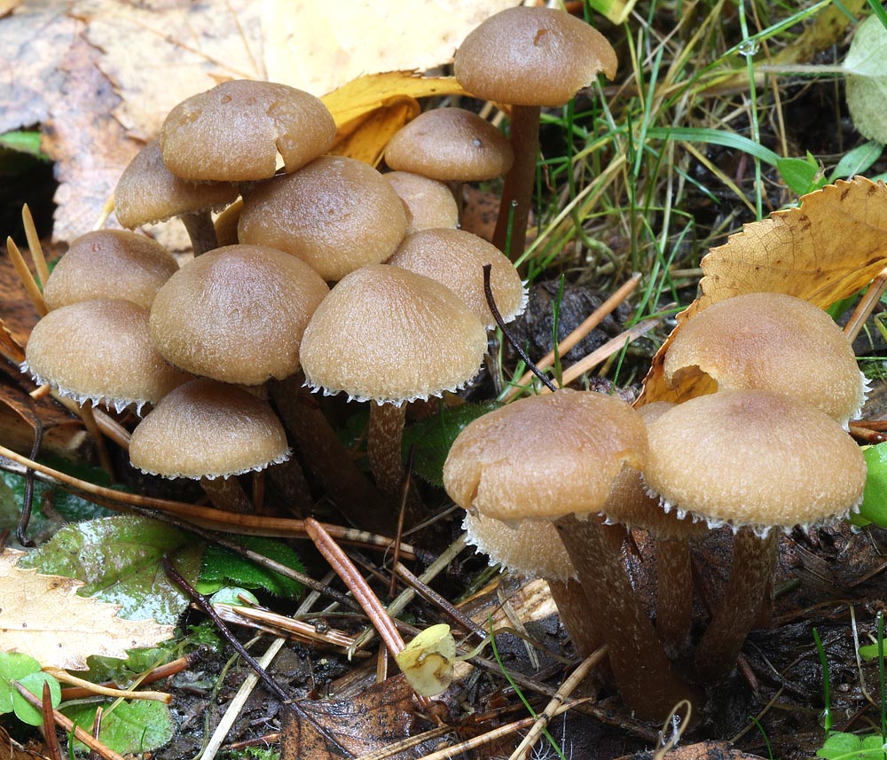 Cystoderma_amianthinum