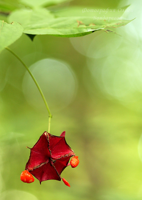 Euonymus_macropterus_10