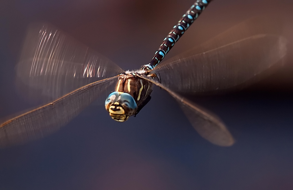 610_Dragonfly1