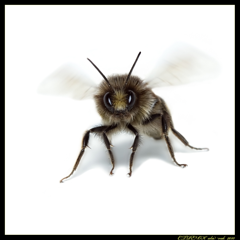 bee7