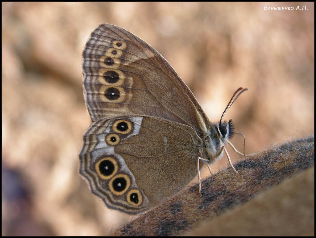 Lopinga_achine_Scopoli_1763_