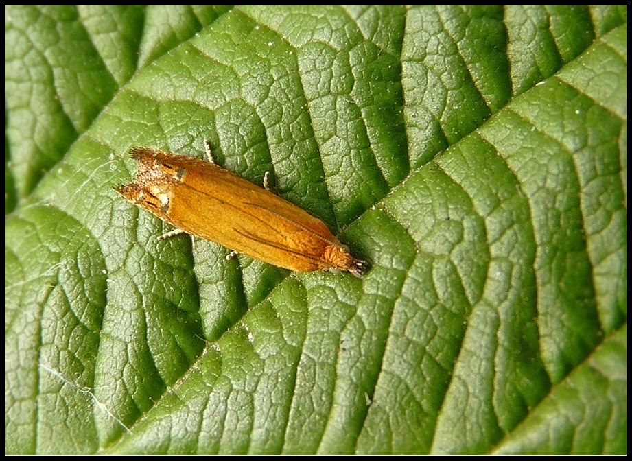Lathronympha_strigana_