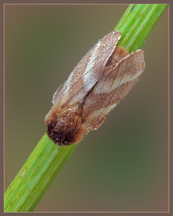 Malacosoma_castrensis_