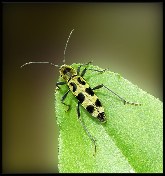 Chlorophorus_herbstii_