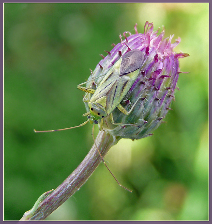 Adelphocoris_quadripunctatus_