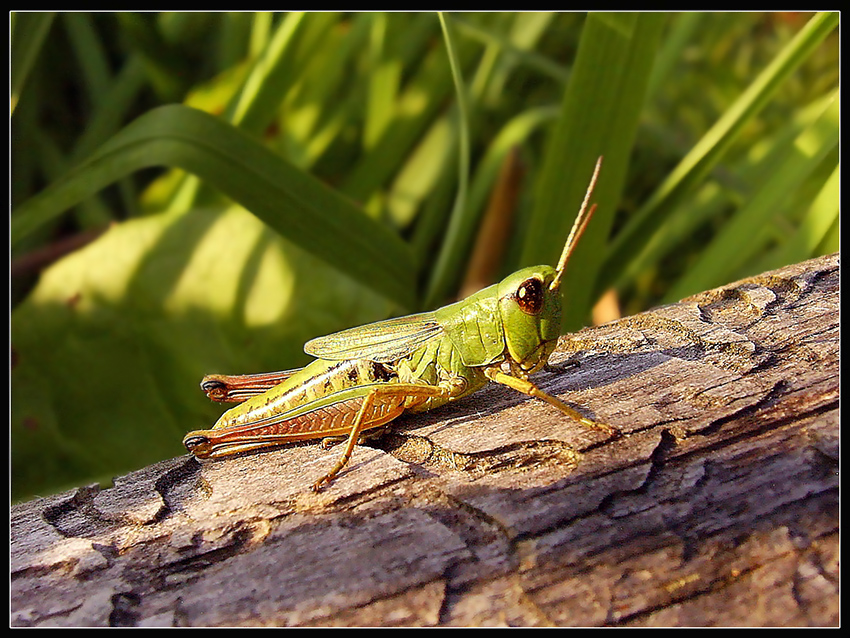 Chorthippus_parallelus_