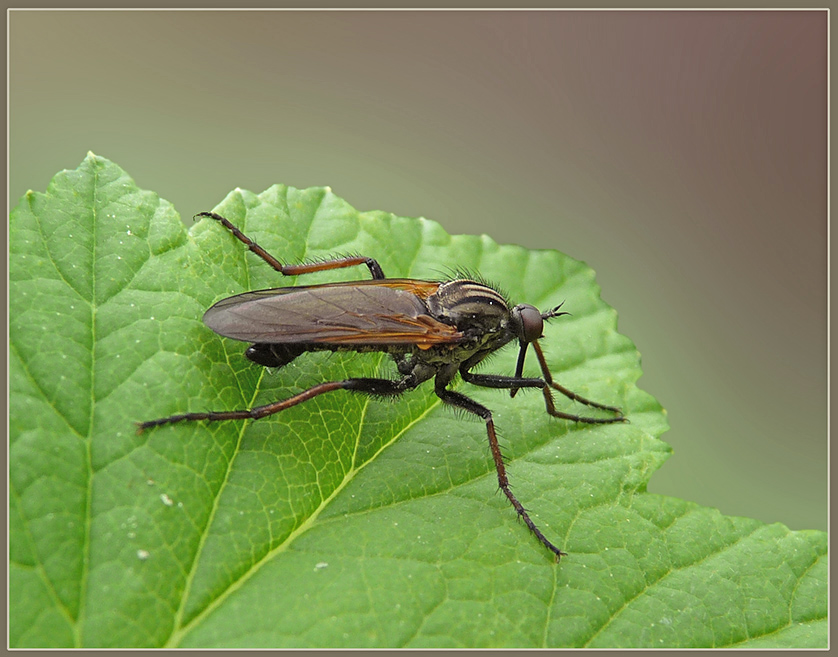 Empis_tessellata_