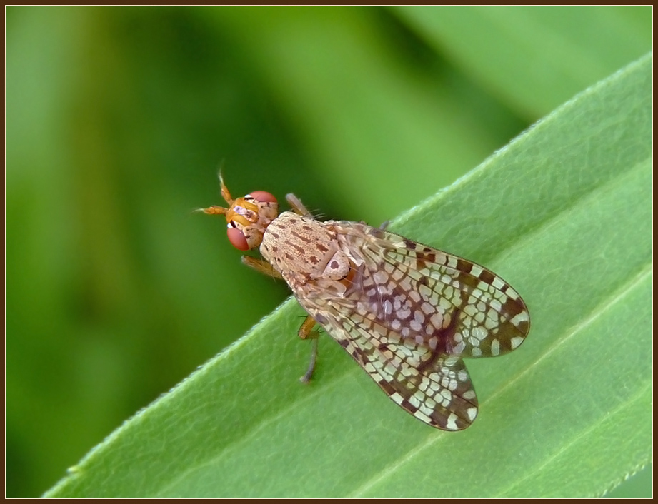 Euthycera_chaerophylli_