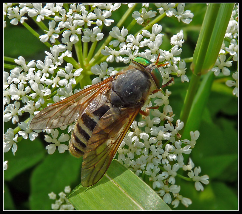 Hybomitra_tarandina_