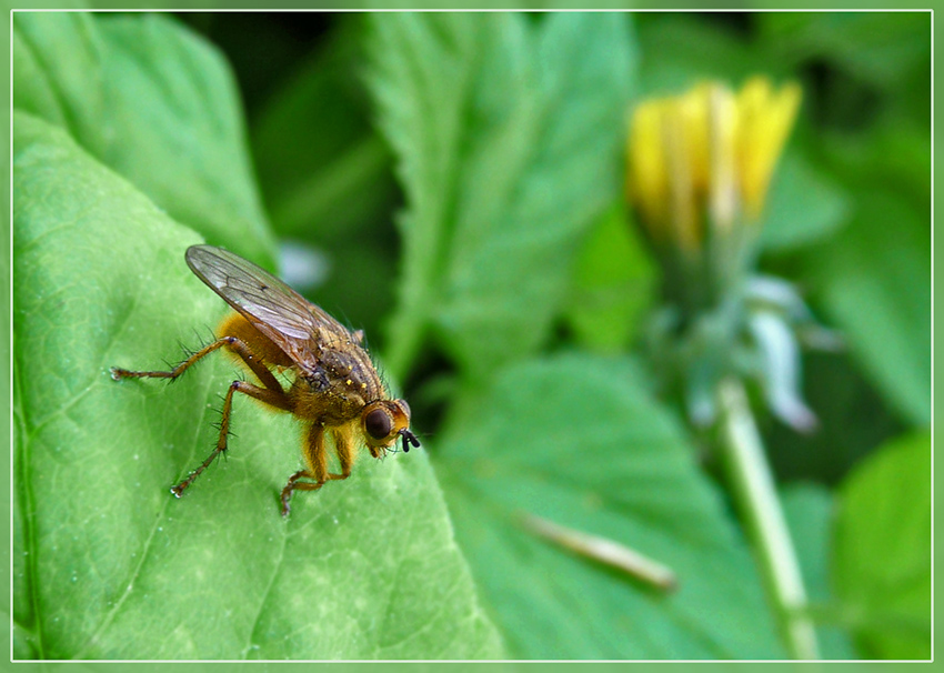 Scathophaga_stercoraria_