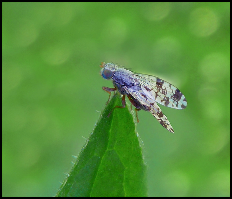 Tephritis_matricariae_