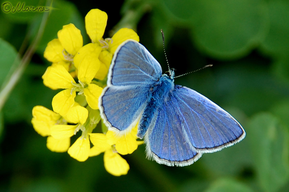 blue_butterfly
