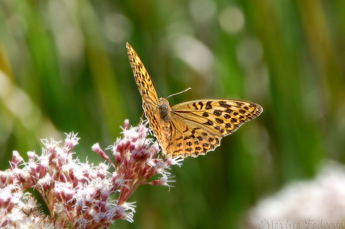 preparation_to_flight