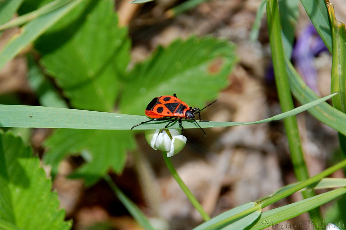pyrrhocoris_apterus
