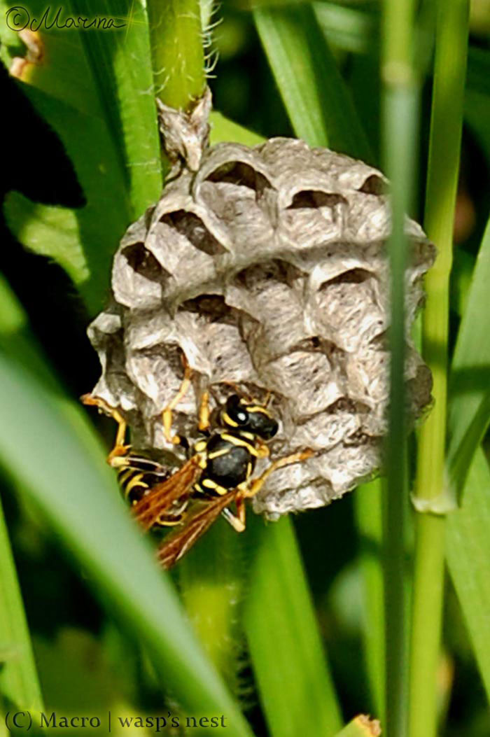 wasp_s_nest