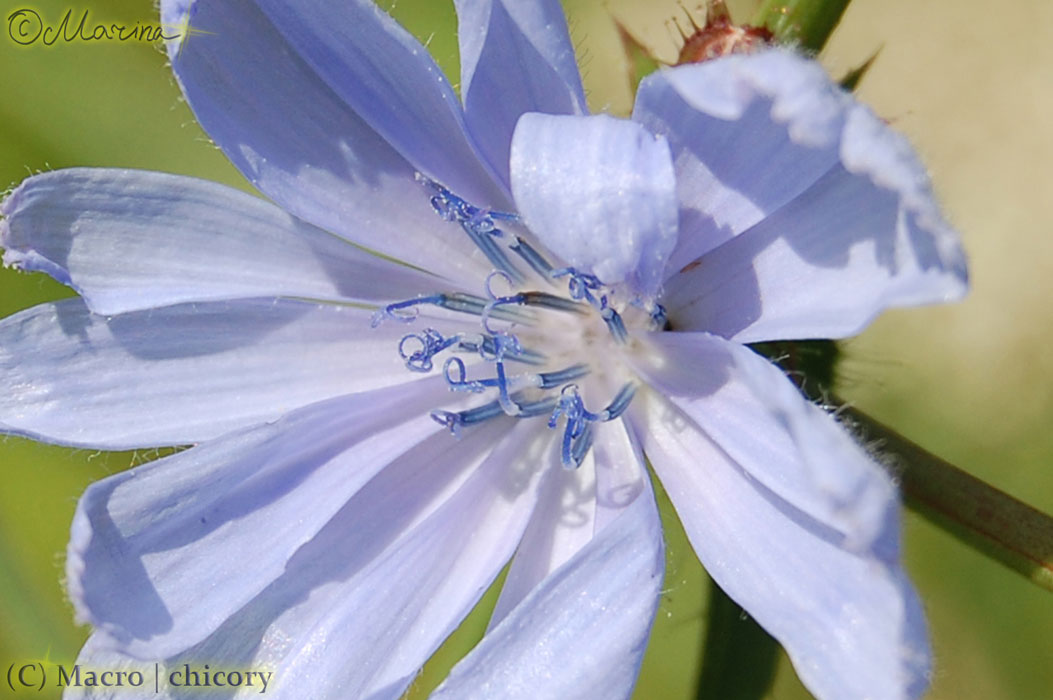 chicory