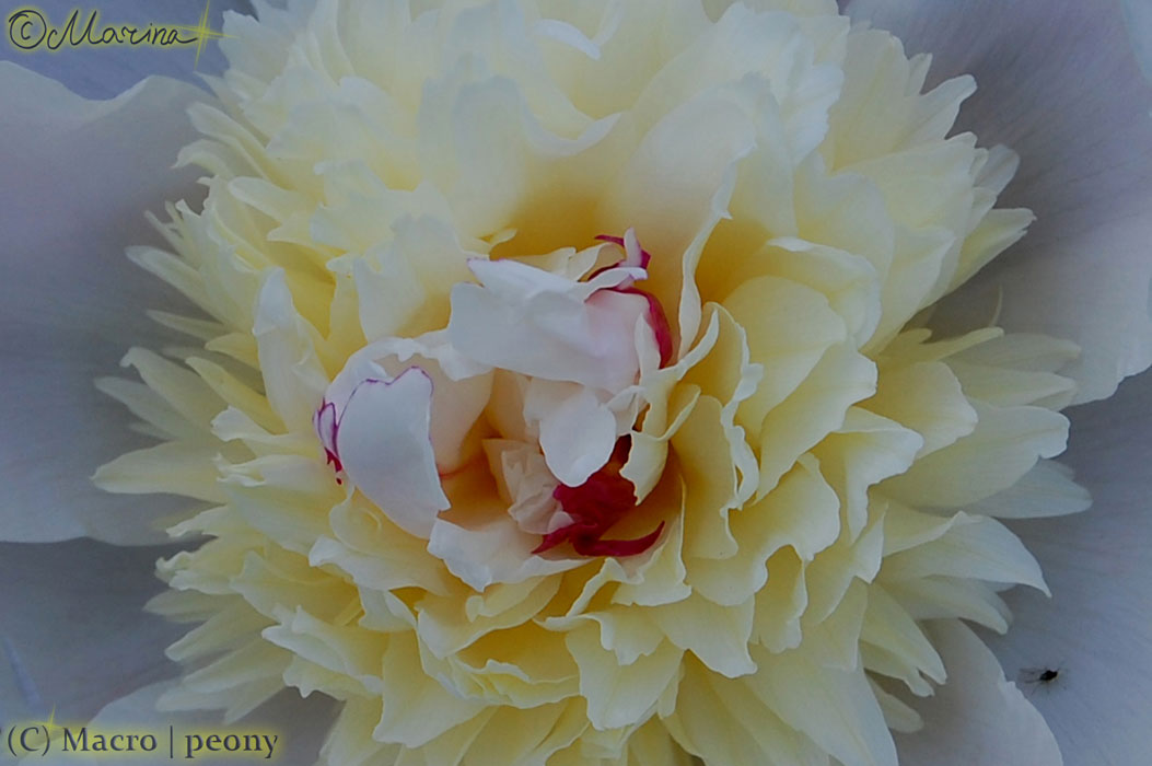 peony