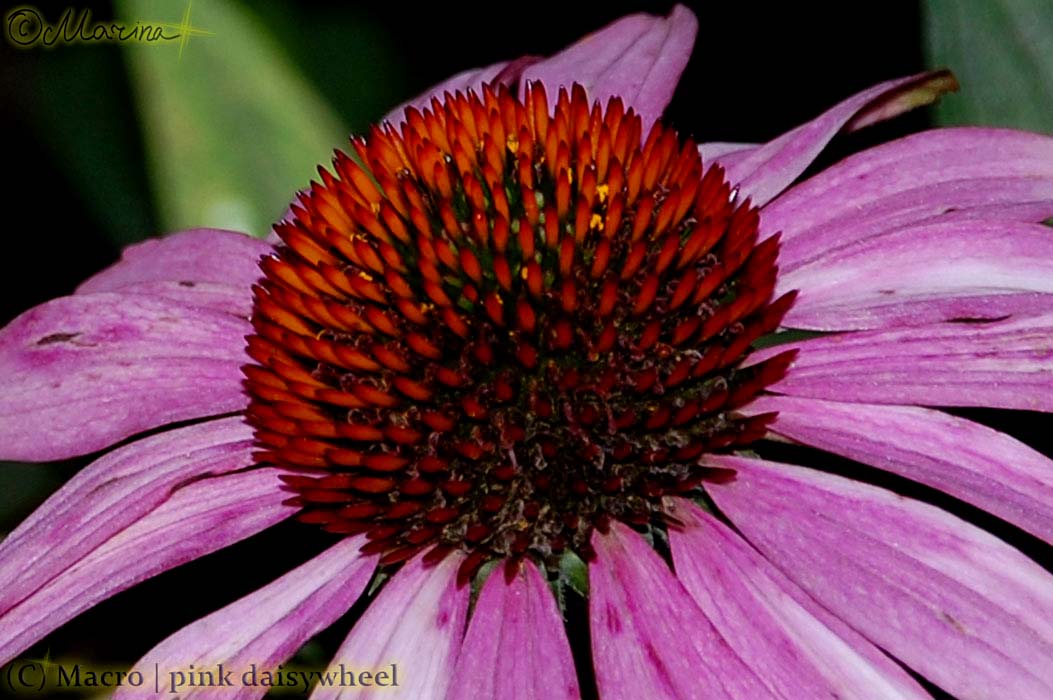pink_daisywheel