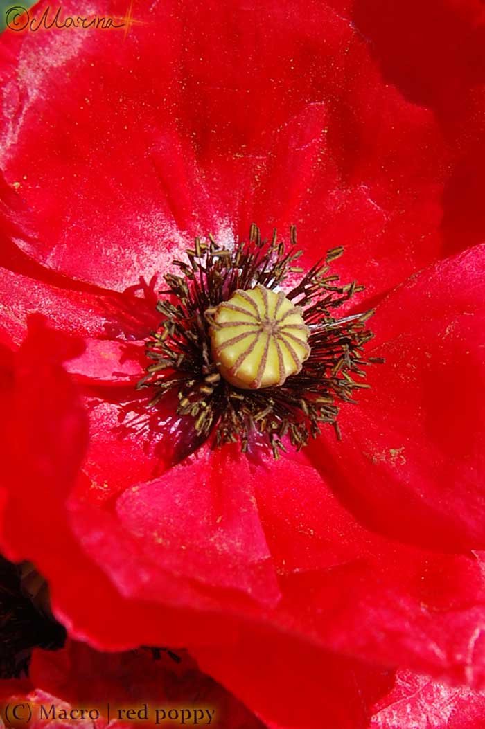 red_poppy
