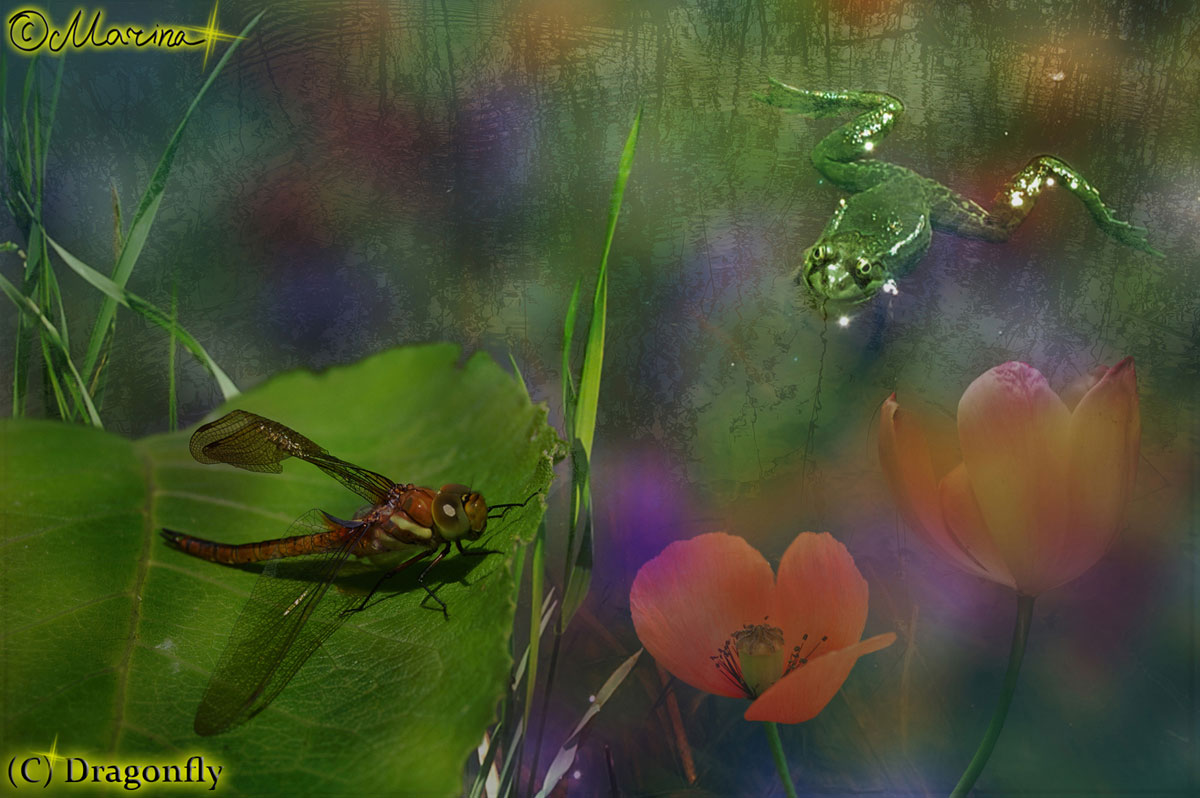 dragonfly2