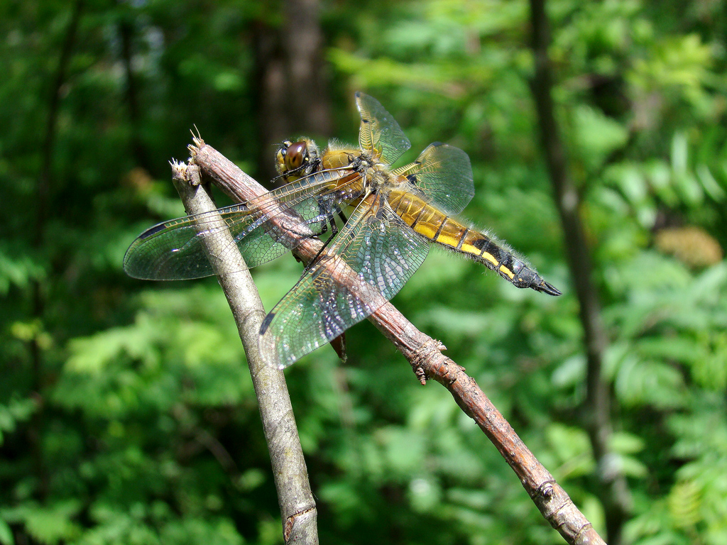Strekoza13