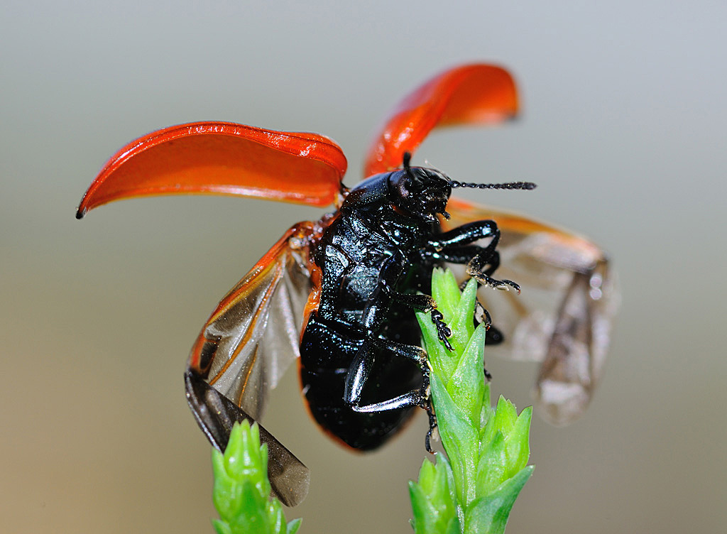 A_vot_kakie_u_menya_krilishki