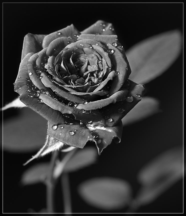 Img0153_BW_Rose