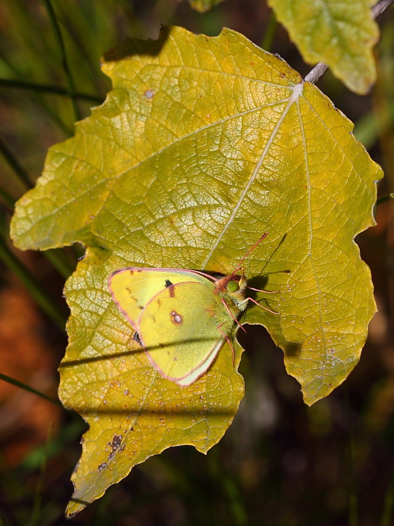 Colias_croceus_-_