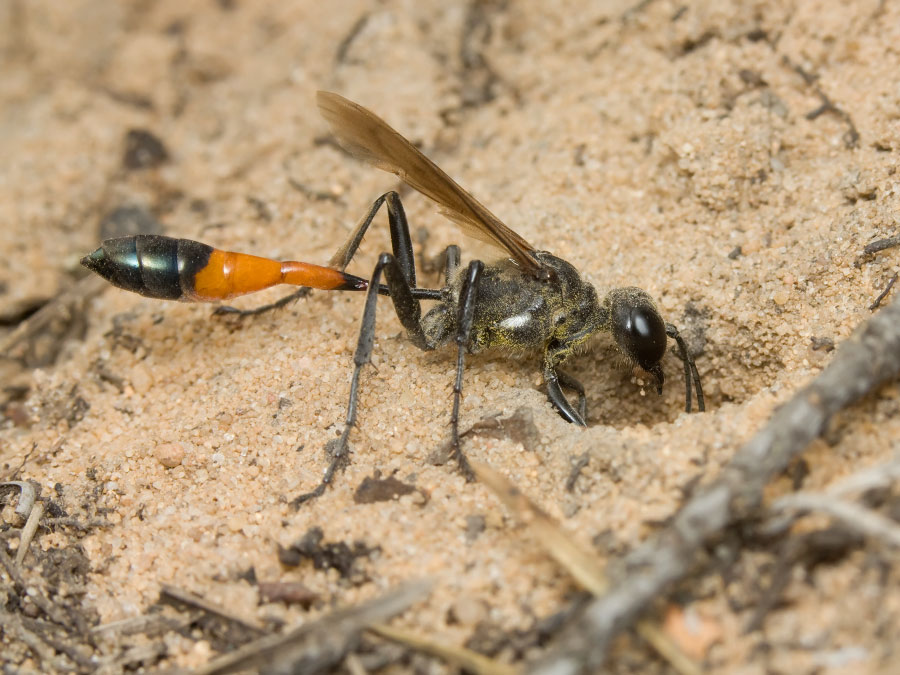 -_-Ammophila-sabulosa-2
