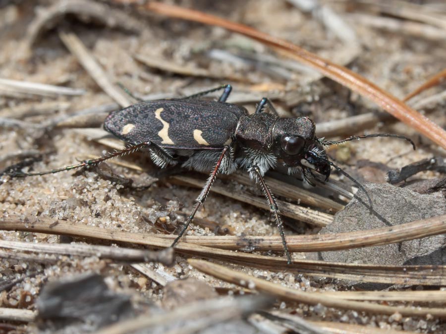 -_-Cicindela-solvates