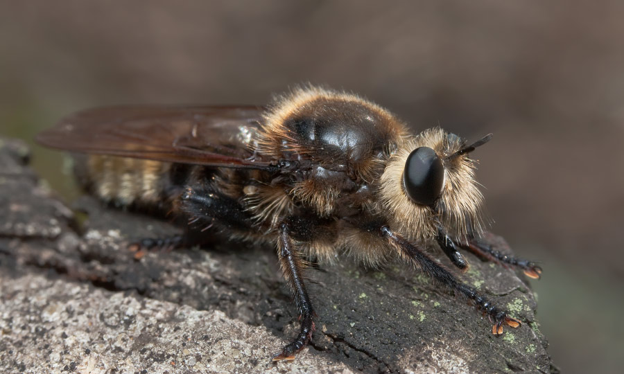 Laphria-gibbosa