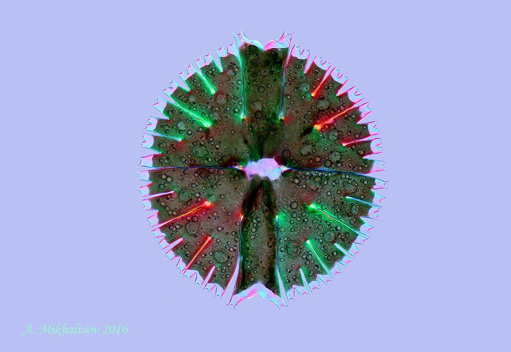 2016-09-02-17-11-53_14_papo25x_2_1000pcs