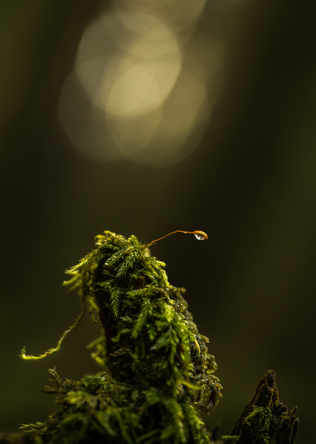 24612474823_60e12d6b7e_o