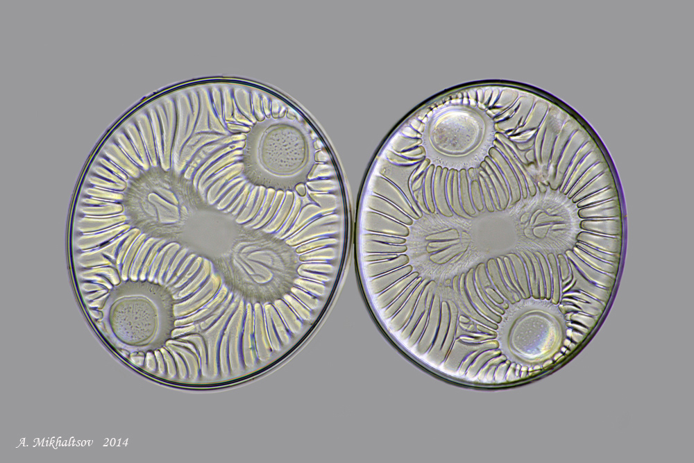 Auliscus_sculptus_1000pcs