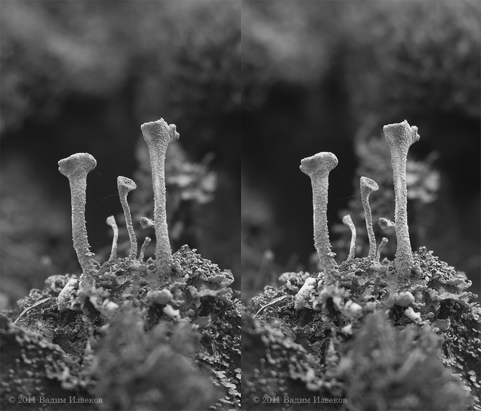 Cladonia1