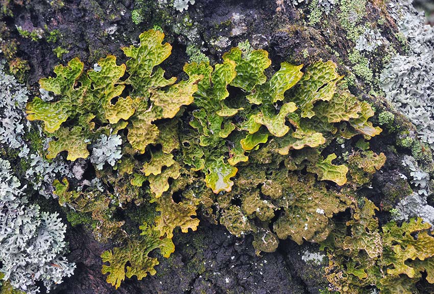 Lobaria_pulmonaria_9359