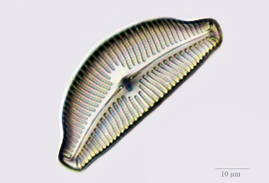 diatom_1_