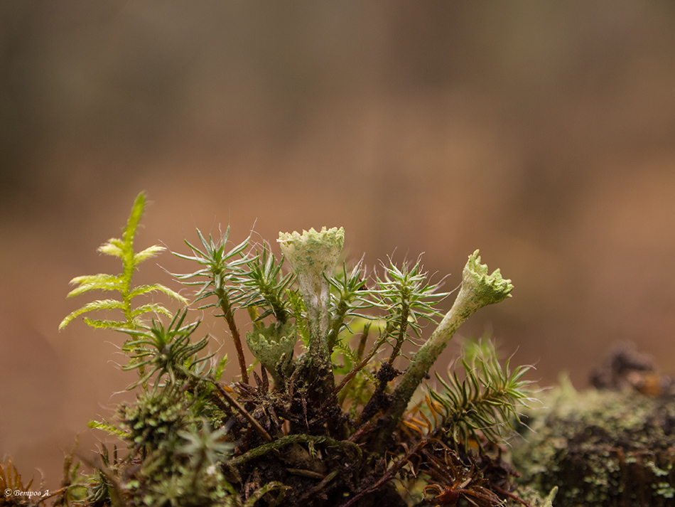 malenjkij_ostrov-res