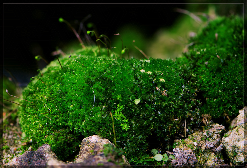 moss-grown_copy