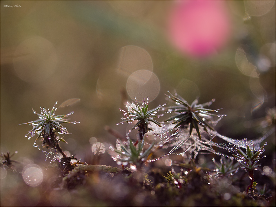 solnce_i_xrustal-res