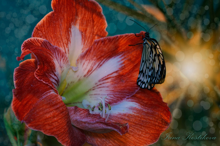 -17_04_12_IMG_3167_900_600