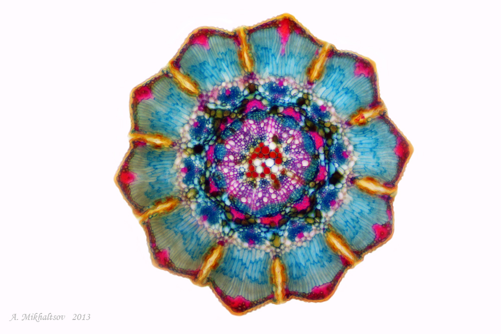 13-11-26_133615_M_C2_1000pcs