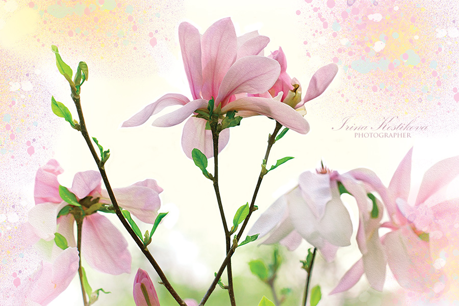 13_05_15_IMG_2230_900_600_293_