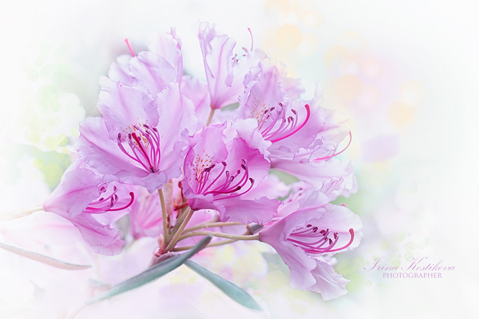 28_05_19_EOS_5D_Mark_III_7052_943_629_300_