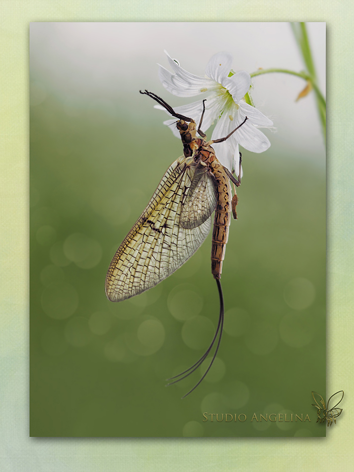 2_05_14_IMG_5428_10_15_299_