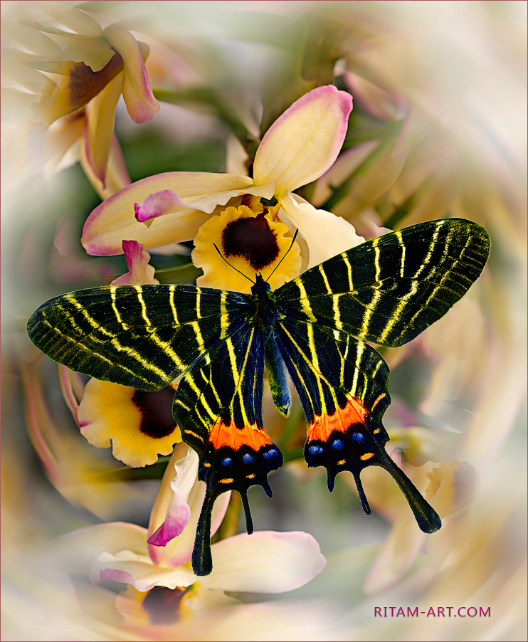 A-Winged-Glory_Bhutanitis-butterfly_Ritam-W