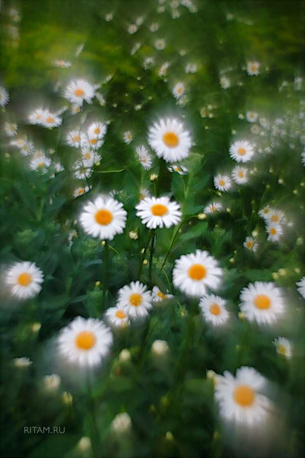 A_Camomile_Cosmos_-_Ritam_W