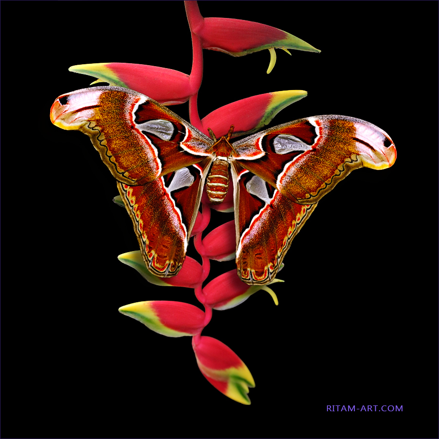 Attacus-atlas-butterfly-on-Heliconia_Ritam-W