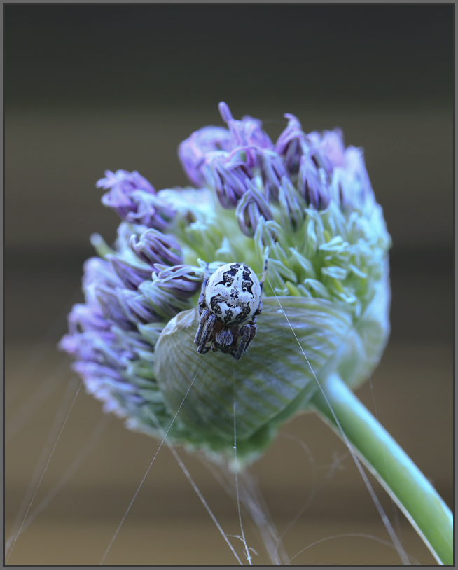 BU7A1866_06Mai2016_Alexander_Zelenko